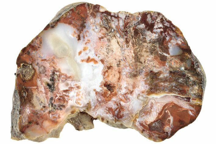 Colorful Petrified Wood Slab - Texas #236495